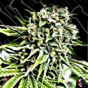 Auto Anonymass Autoflowering cannabis flower bud by Critical Mass Collective