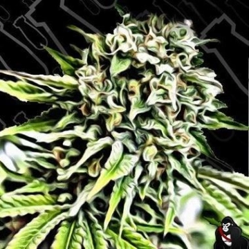 Auto Anonymass Autoflowering cannabis flower bud by Critical Mass Collective