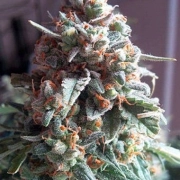 Auto Massassin Autoflowering cannabis flower bud by Critical Mass Collective