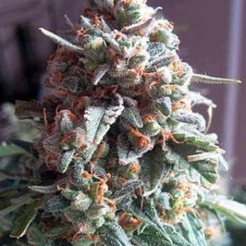 Auto Massassin Autoflowering cannabis flower bud by Critical Mass Collective
