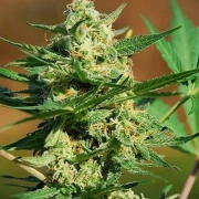 Auto Masszar Autoflowering cannabis flower bud by Critical Mass Collective