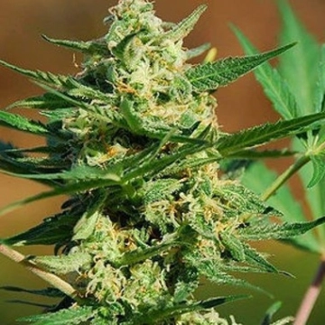 Auto Masszar Autoflowering cannabis flower bud by Critical Mass Collective