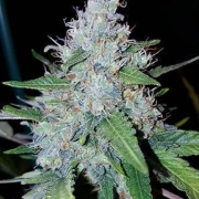 Auto Monster Mass Autoflowering cannabis flower bud by Critical Mass Collective