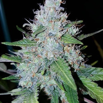 Auto Monster Mass Autoflowering cannabis flower bud by Critical Mass Collective