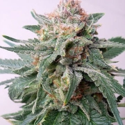 Auto Purple Skunk Mass Autoflowering cannabis flower bud by Critical Mass Collective