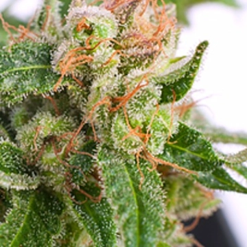 Auto Sour Melon Mass Autoflowering cannabis flower bud by Critical Mass Collective