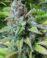 Monster Mass Feminized cannabis flower bud by Critical Mass Collective