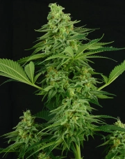 Moonshine Mass Feminized cannabis flower bud by Critical Mass Collective