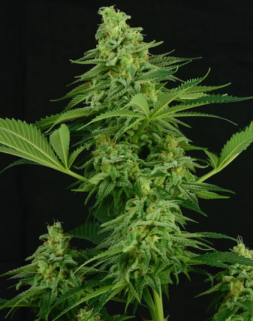 Moonshine Mass Feminized cannabis flower bud by Critical Mass Collective