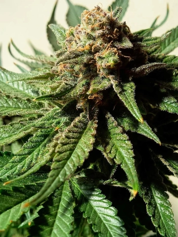 Psychotropic Mass Feminized cannabis flower bud by Critical Mass Collective