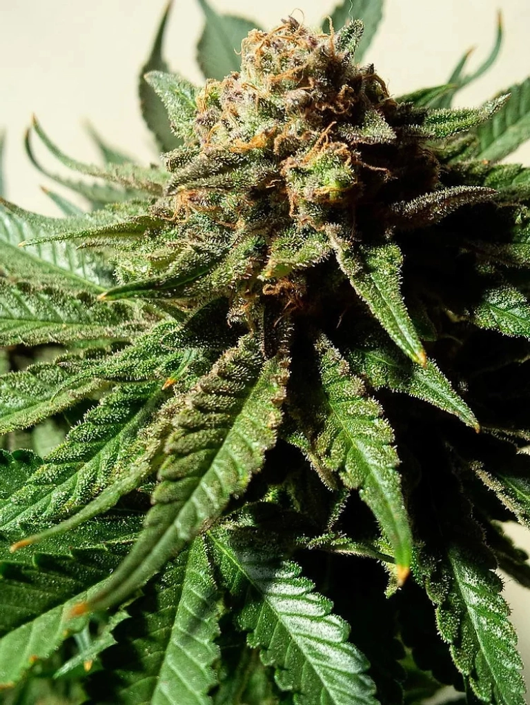 Psychotropic Mass – Critical Mass Collective – Feminized
