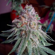 Purple Dawg Mass Feminized cannabis flower bud by Critical Mass Collective
