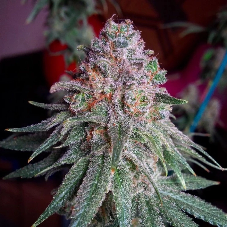 Purple Dawg Mass – Critical Mass Collective – Feminized