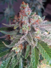 Purple Skunk Mass Feminized cannabis flower bud by Critical Mass Collective