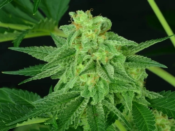 Super Mutant Mass Feminized cannabis flower bud by Critical Mass Collective