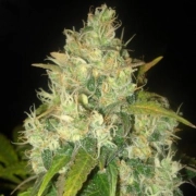 Delicious  Black Feminized cannabis flower bud by Delicious Seeds