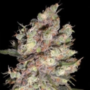 Delicious Candy Feminized cannabis flower bud by Delicious Seeds