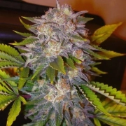 Delicious Caramelo Feminized cannabis flower bud by Delicious Seeds