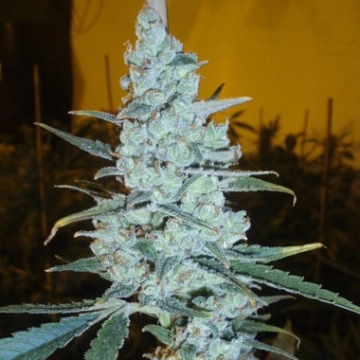 Delicious Critical Jack Herer Feminized cannabis flower bud by Delicious Seeds