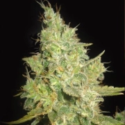Delicious Critical Kali Mist Feminized cannabis flower bud by Delicious Seeds