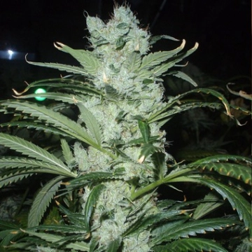 Delicious Critical Neville Haze Feminized cannabis flower bud by Delicious Seeds