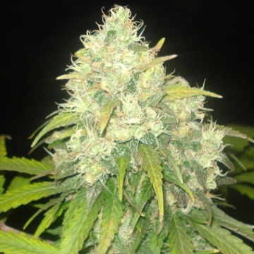 Delicious Critical Sensi Star Feminized cannabis flower bud by Delicious Seeds