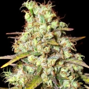 Delicious Critical Super Silver Haze Feminized cannabis flower bud by Delicious Seeds