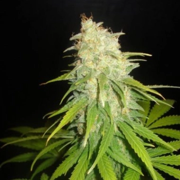 Delicious Critical Yumbolt Feminized cannabis flower bud by Delicious Seeds