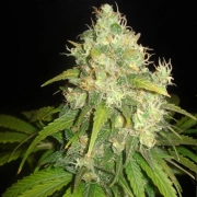 Delicious Fruity Chronic Juice Feminized cannabis flower bud by Delicious Seeds