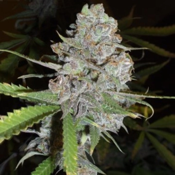 Delicious La Diva Auto Autoflowering cannabis flower bud by Delicious Seeds