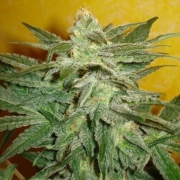 Delicious La Frutta Di Venus Auto Autoflowering cannabis flower bud by Delicious Seeds