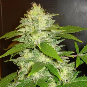 Delicious La Musa Auto Autoflowering cannabis flower bud by Delicious Seeds