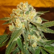 Delicious Marmalate Feminized cannabis flower bud by Delicious Seeds