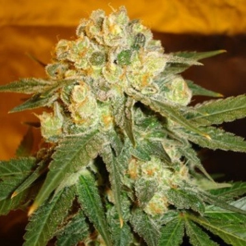 Delicious Marmalate Feminized cannabis flower bud by Delicious Seeds