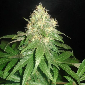 Delicious Northern Light Blue Feminized cannabis flower bud by Delicious Seeds
