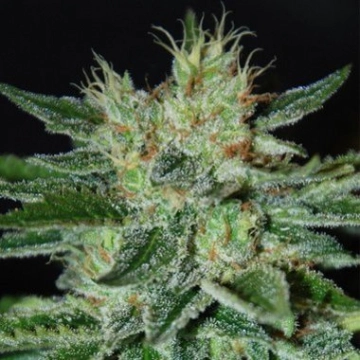 Delicious Sugar Black Rose Feminized cannabis flower bud by Delicious Seeds