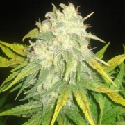 Il Diavolo Auto Autoflowering cannabis flower bud by Delicious Seeds