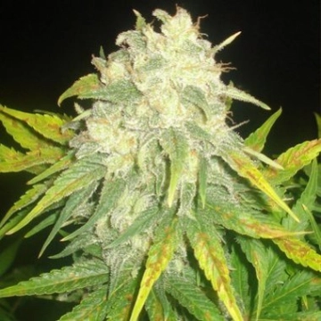 Il Diavolo Auto Autoflowering cannabis flower bud by Delicious Seeds