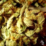 Aiea Regular cannabis flower bud by Delta 9 Labs