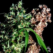 Brainstorm Haze G13 Regular cannabis flower bud by Delta 9 Labs