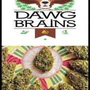 Dawg Brains Regular cannabis flower bud by Delta 9 Labs