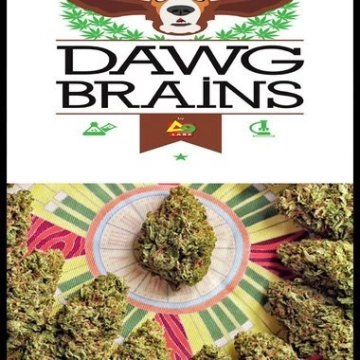 Dawg Brains Regular cannabis flower bud by Delta 9 Labs