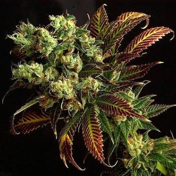 Delta 9 Labs Southern Lights Regular cannabis flower bud by Delta 9 Labs