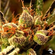 Mekong Haze Regular cannabis flower bud by Delta 9 Labs