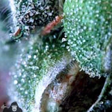 Merkabah Regular cannabis flower bud by Delta 9 Labs