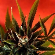 Simpson Kush Regular cannabis flower bud by Delta 9 Labs