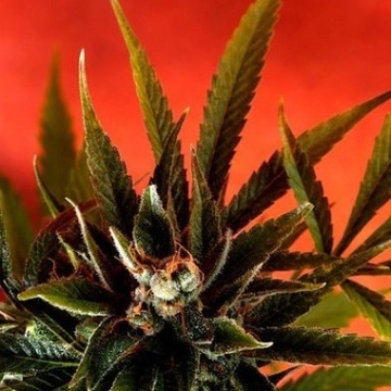 Simpson Kush Regular cannabis flower bud by Delta 9 Labs