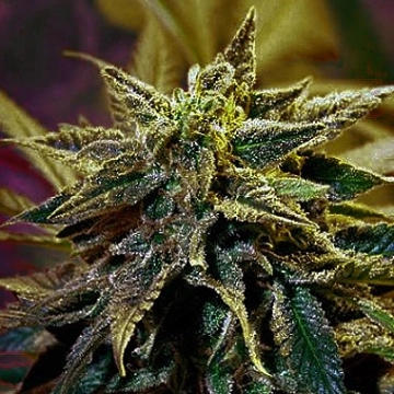 StarGazer Regular cannabis flower bud by Delta 9 Labs