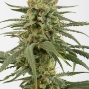 Amnesia CBD Feminized cannabis flower bud by DinaFem Seeds
