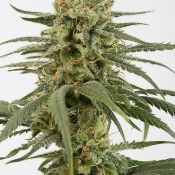 Amnesia CBD Feminized cannabis flower bud by DinaFem Seeds